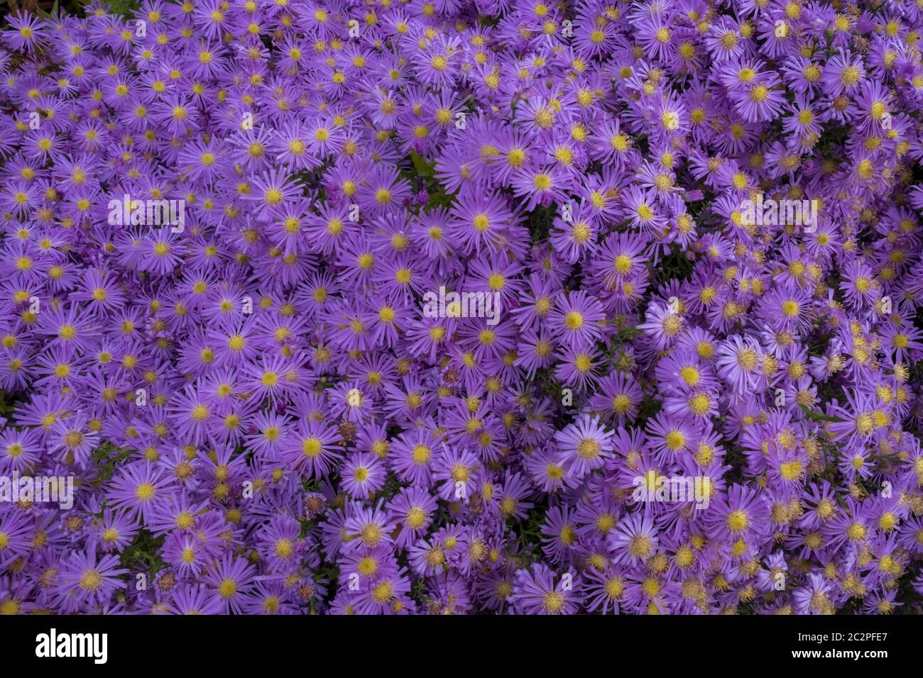 Cuscino Aster (Aster dumosus) Foto Stock