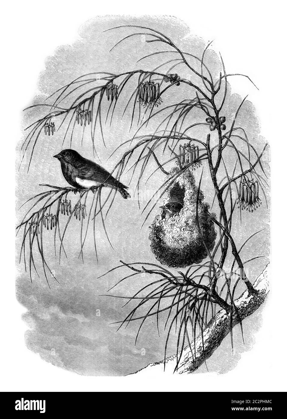 Dettato da New Holland e il loro nido su un ramo di arance, illustrazione d'annata incisa. Magasin Pittoresque 1858. Foto Stock