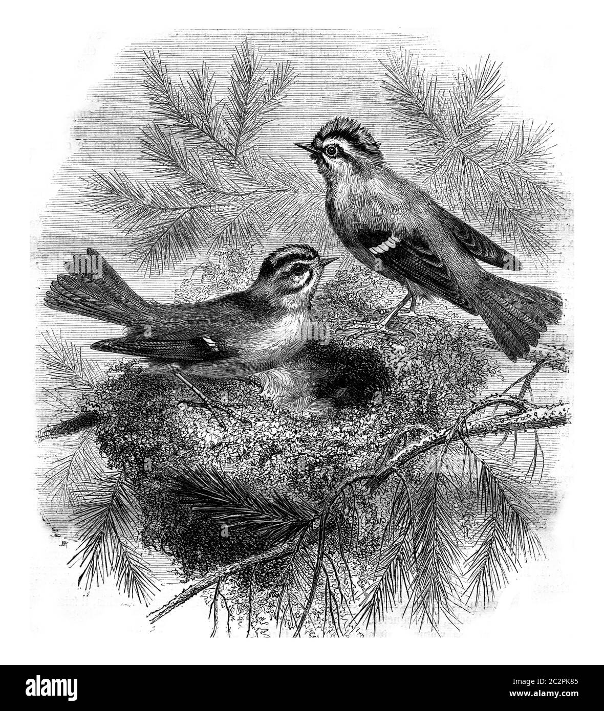 Kinglet whiskers e la sua nido, vintage inciso illustrazione. Magasin Pittoresque 1870. Foto Stock