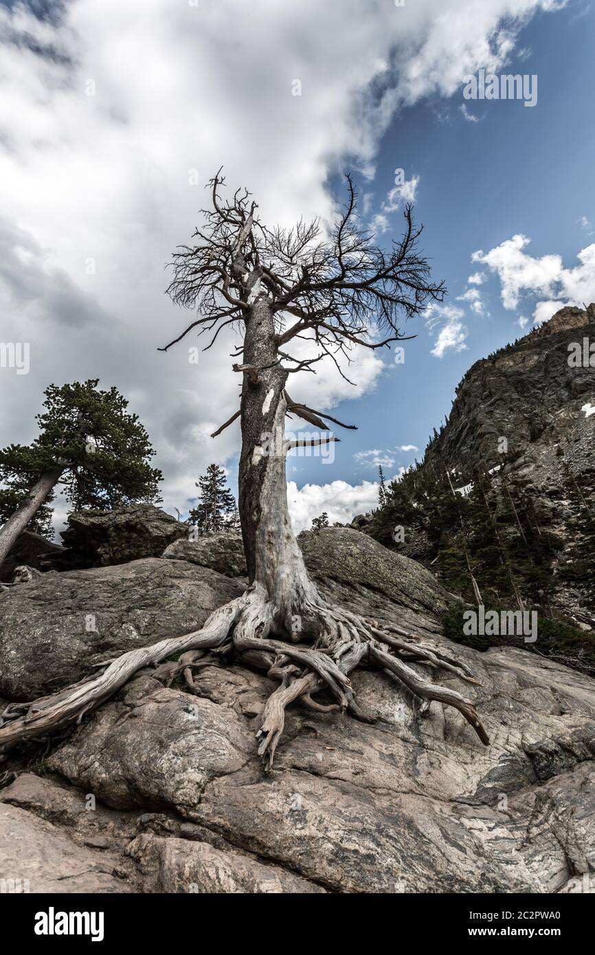 Solo albero secco su collina di pietra in pineta. Foto Stock