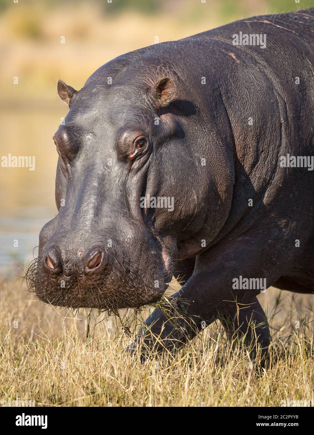 Un ippopotamo adulto da vicino sul ritratto della testa che mangia l'erba e cammina lungo il fiume Chobe Botswana Foto Stock