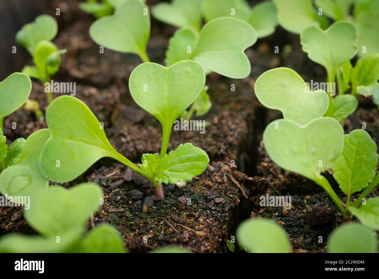 Un gruppo di giovani giovani giovani giovani giovani pianta ravizzone che iniziano a sviluppare "foglie vere". Foto Stock