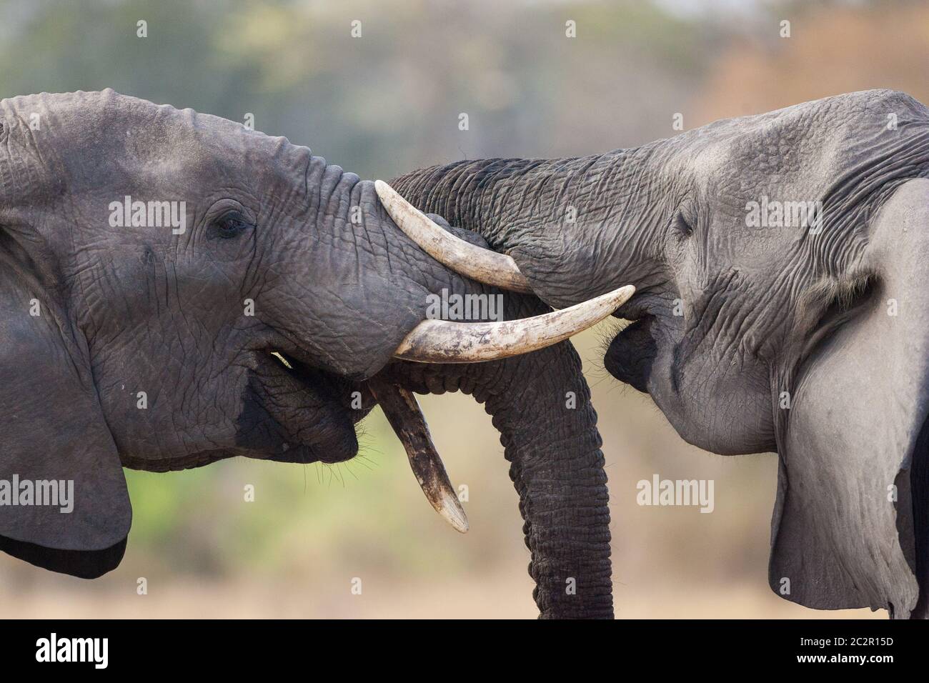 Primo piano su due elefanti si salutano a vicenda a Kruger Park, Sudafrica Foto Stock