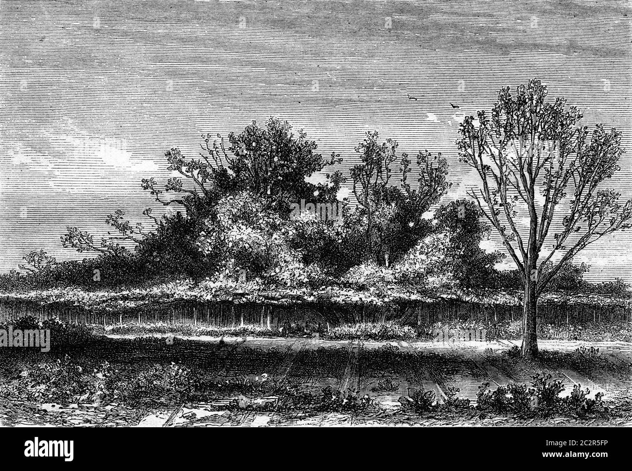 L'albero di fico Roscoff, dipartimento Finistere, annata illustrazione incisa. Magasin Pittoresque 1869. Foto Stock