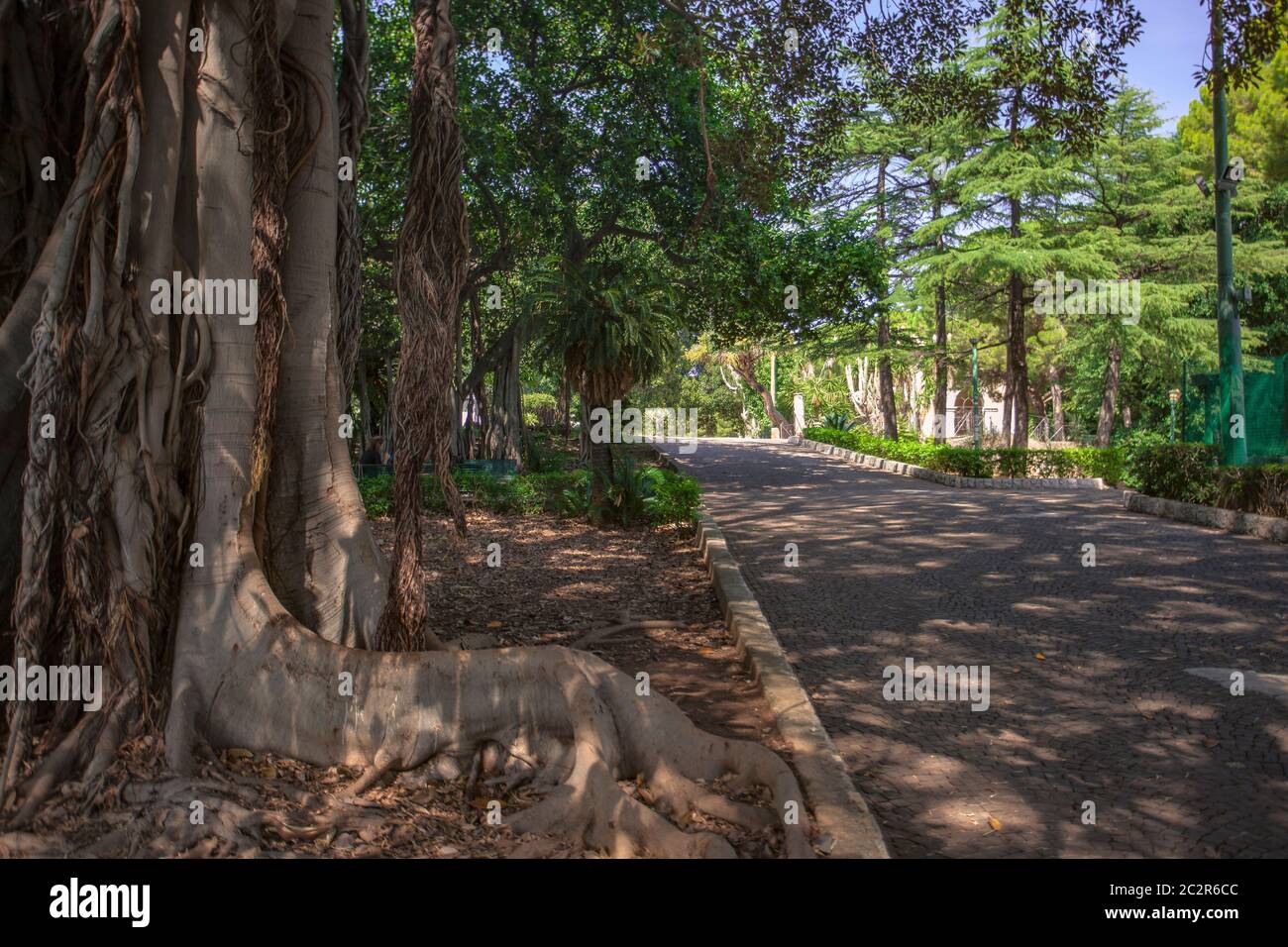 Ficus macrophylla pianta comune nelle zone della Sicilia settentrionale Foto Stock
