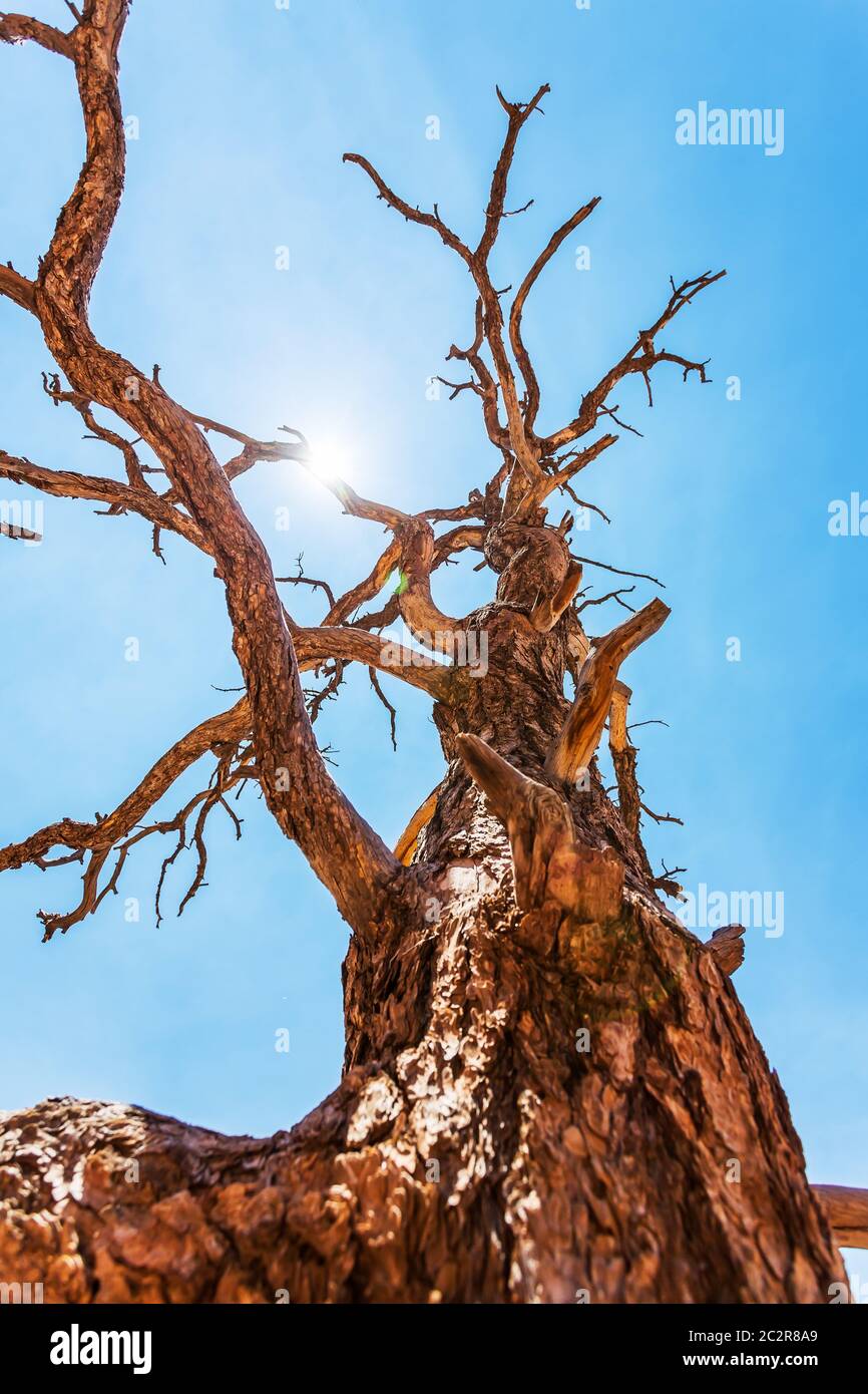 Vegetazione irregolare terreno nella valle del deserto. Foto Stock