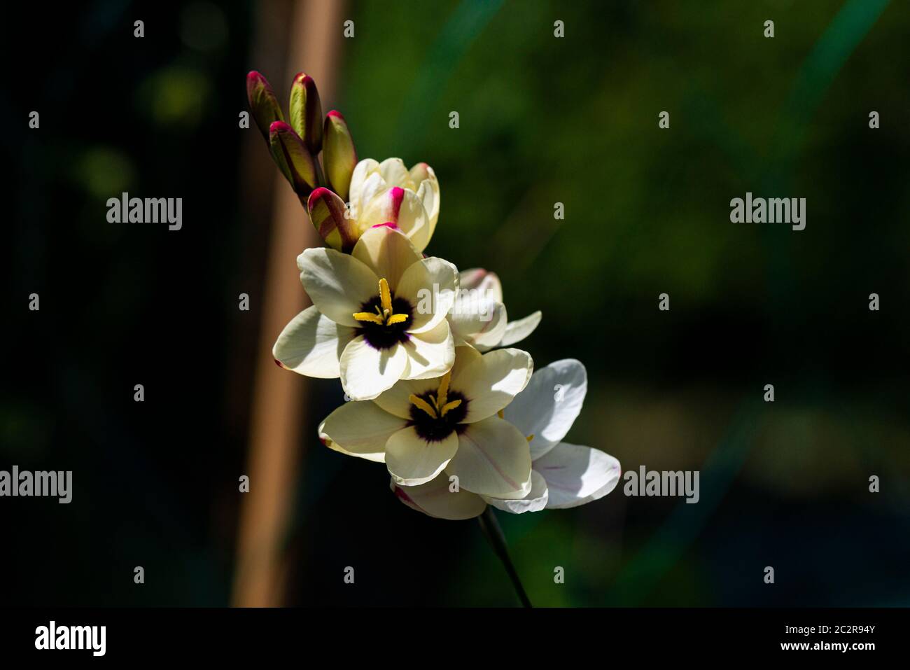 I fiori di un giglio di mais 'Spotlight' (Ixia 'Spotlight') Foto Stock