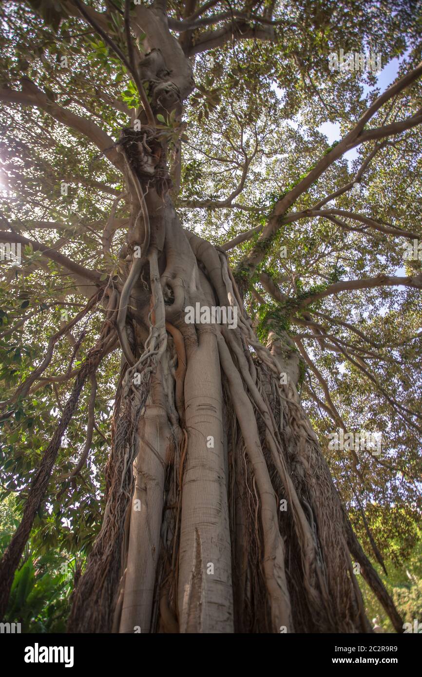 Ficus macrophylla pianta comune nelle zone della Sicilia settentrionale Foto Stock