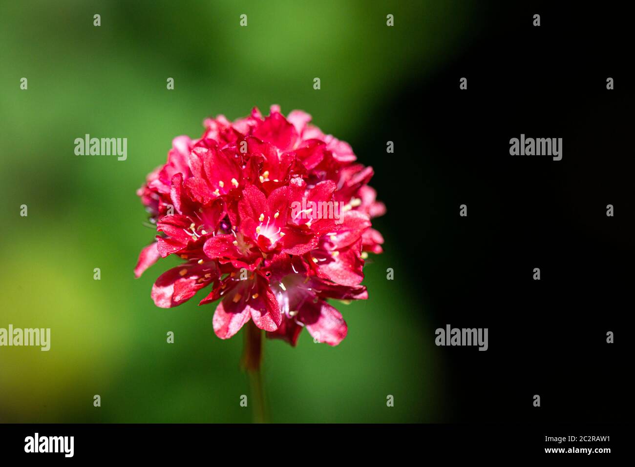 Il fiore di una grande fioritura 'Ballerina Red' (Armeria pseudarmeria 'Ballerina  Red' Foto stock - Alamy