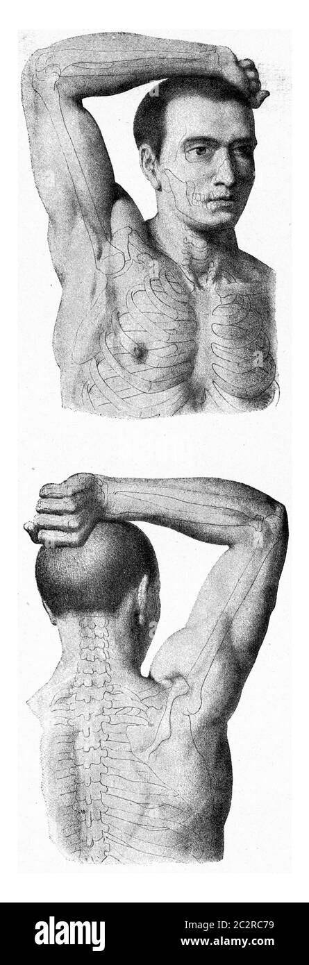 I muscoli del braccio della mano dell'uomo che viene sollevata, immagine vintage incisa. Dall'Universo e dall'umanità, 1910. Foto Stock