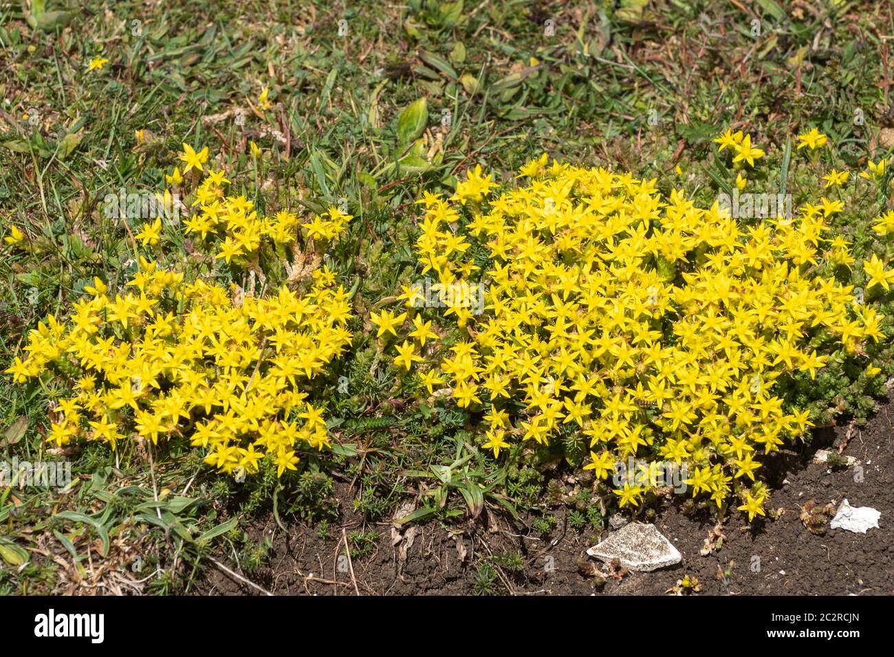 Sedum acro, comunemente noto come il goldmoss stonecrop, mossy stonecrop, goldmoss sedum, moring stonecrop, un fiore giallo, Regno Unito Foto Stock