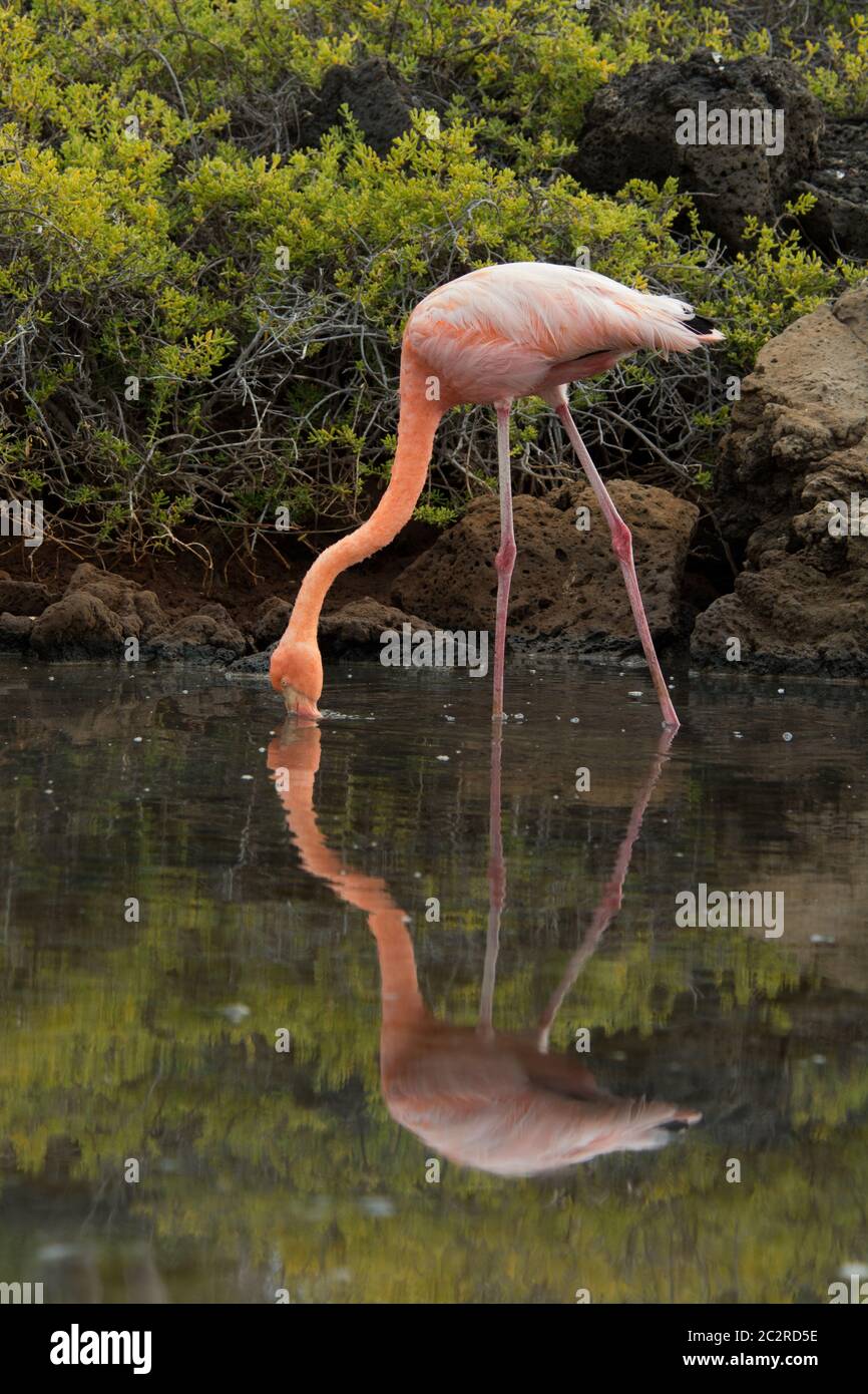 Grande Flamingo in una laguna al largo di Dragon Hill su Santa Cruz presso le isole Galapagos. Foto Stock