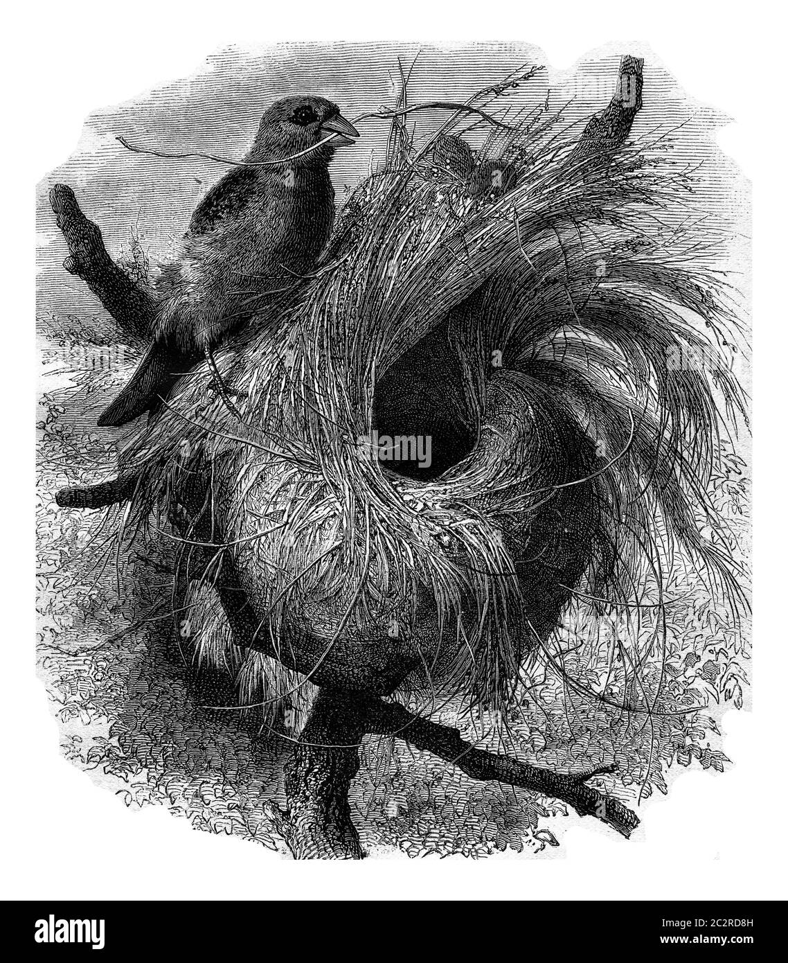 Grossbeak migratori del Madagascar e il suo nido, annata illustrazione incisa. Magasin Pittoresque 1877. Foto Stock