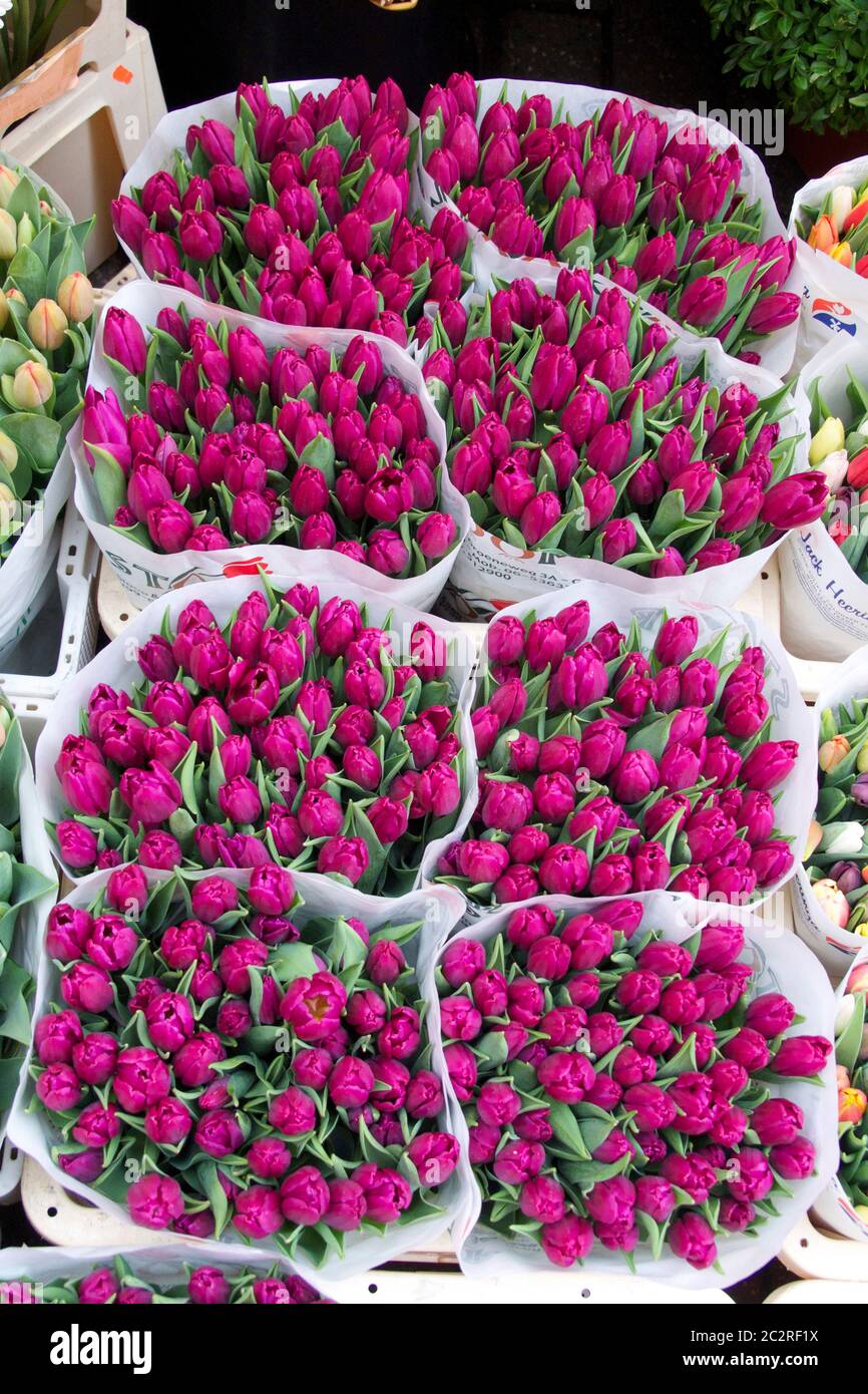 Tulipani in vendita al mercato dei fiori di Amsterdam. Paesi Bassi, Europa Foto Stock