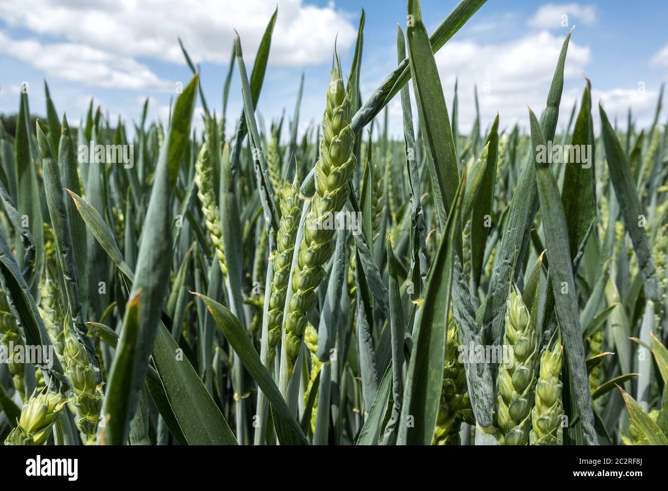 Primo piano di giovani raccolti di grano nella campagna dell'Hampshire, Inghilterra, Regno Unito Foto Stock