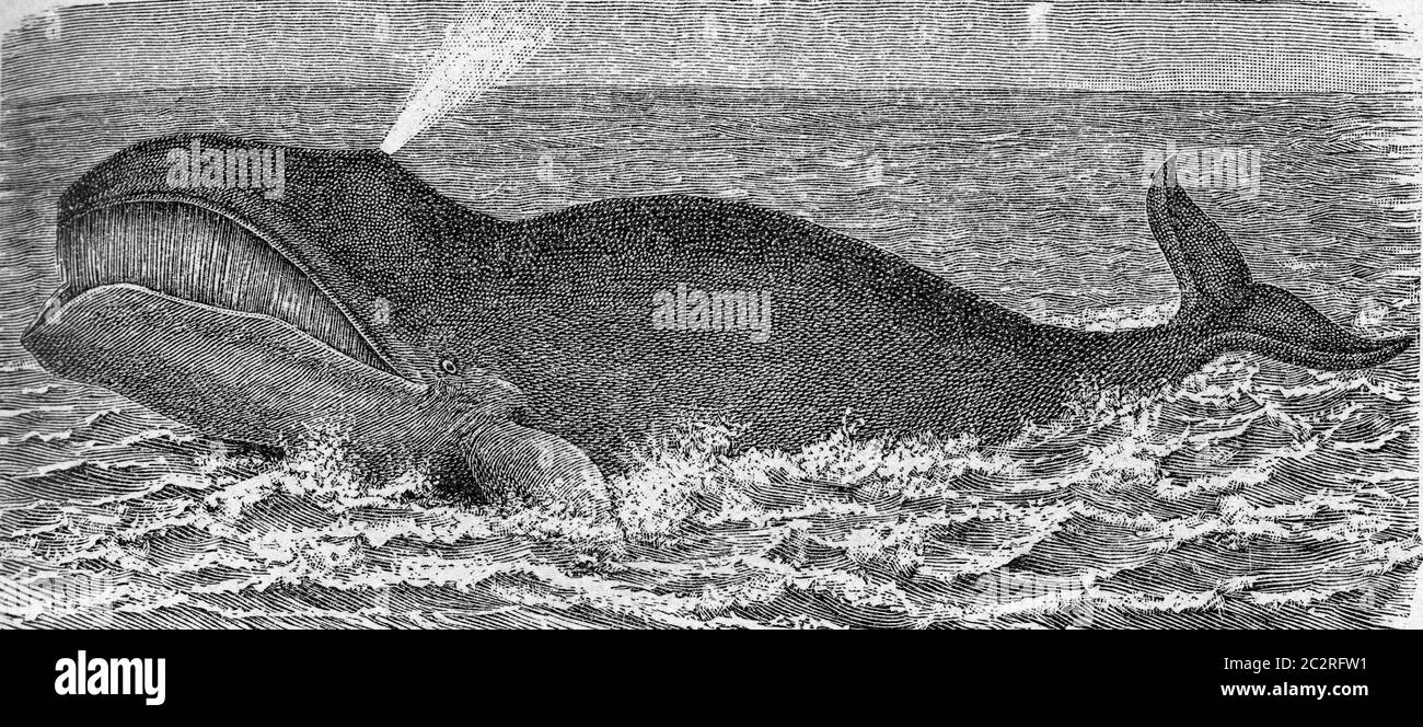 La balena a testa bowhead, illustrazione vintage incisa. Da insegnamento di Deutch Vogel in Zoologia. Foto Stock