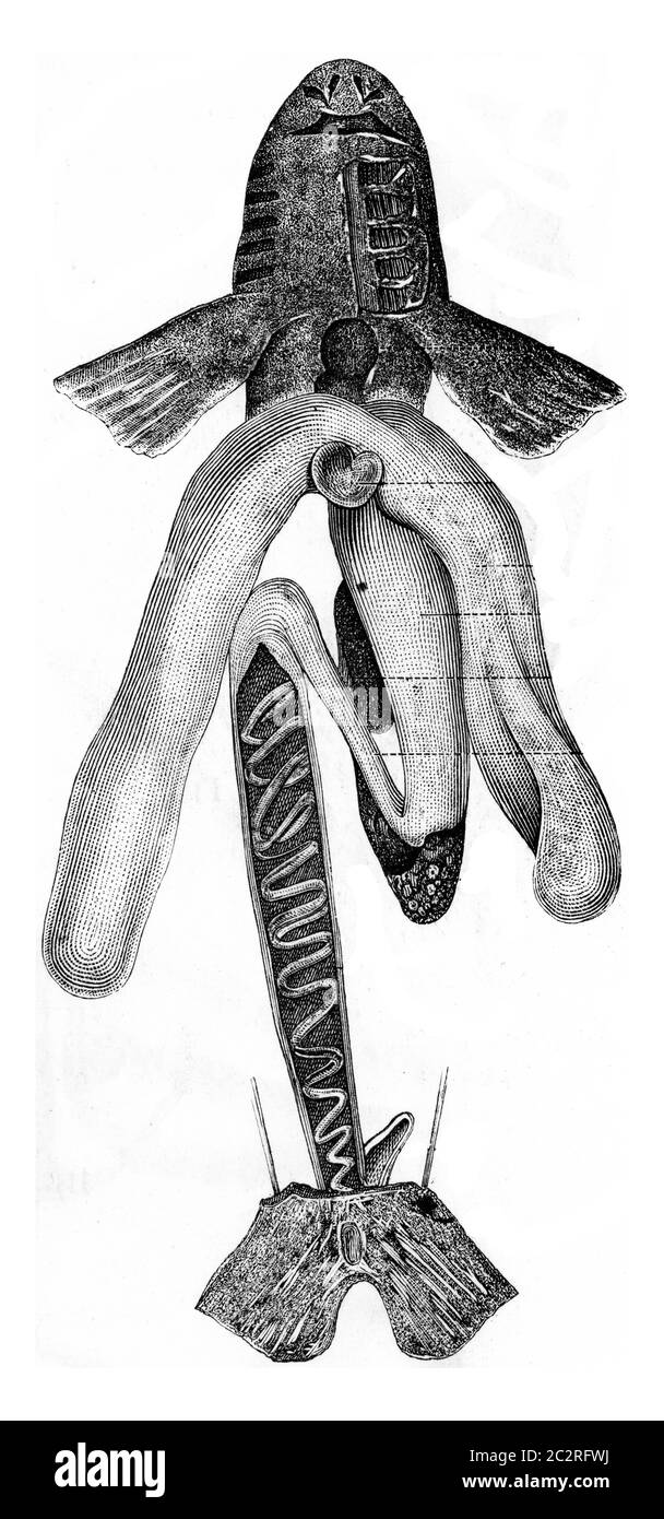 Viscere nutritive di uno Squale del genere Rousette, illustrazione d'annata incisa. Elementi di Zoologia di Paul Gervais. Foto Stock