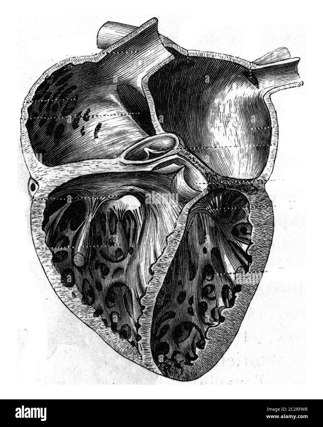 Il cuore dell'uomo, illustrazione d'epoca incisa. Elementi di Zoologia di Paul Gervais. Foto Stock