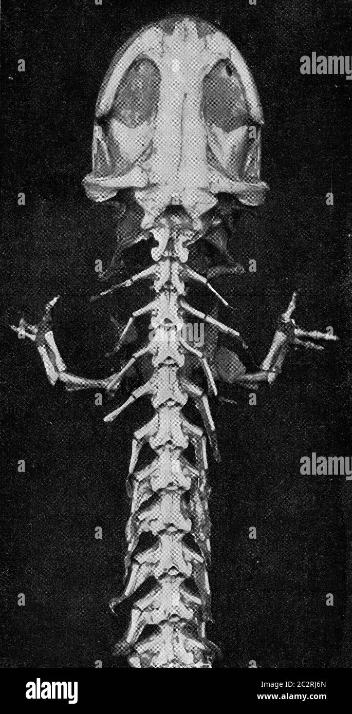 Parte anteriore dello scheletro di un gigante salamandro giapponese, illustrazione d'epoca incisa. Dall'Universo e dall'umanità, 1910. Foto Stock