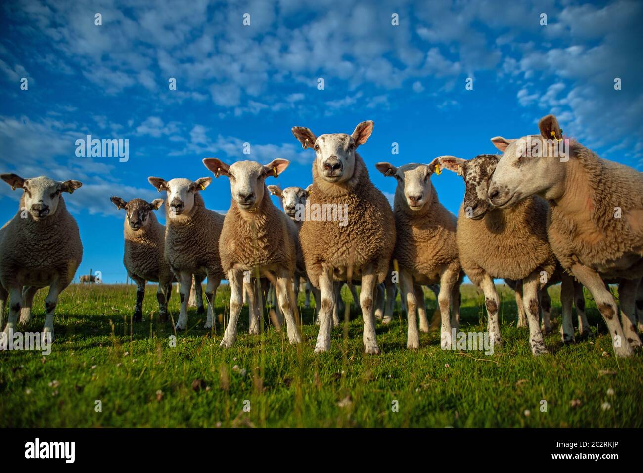 Agnelli di prima qualità in Texel, nel sole estivo. Foto Stock