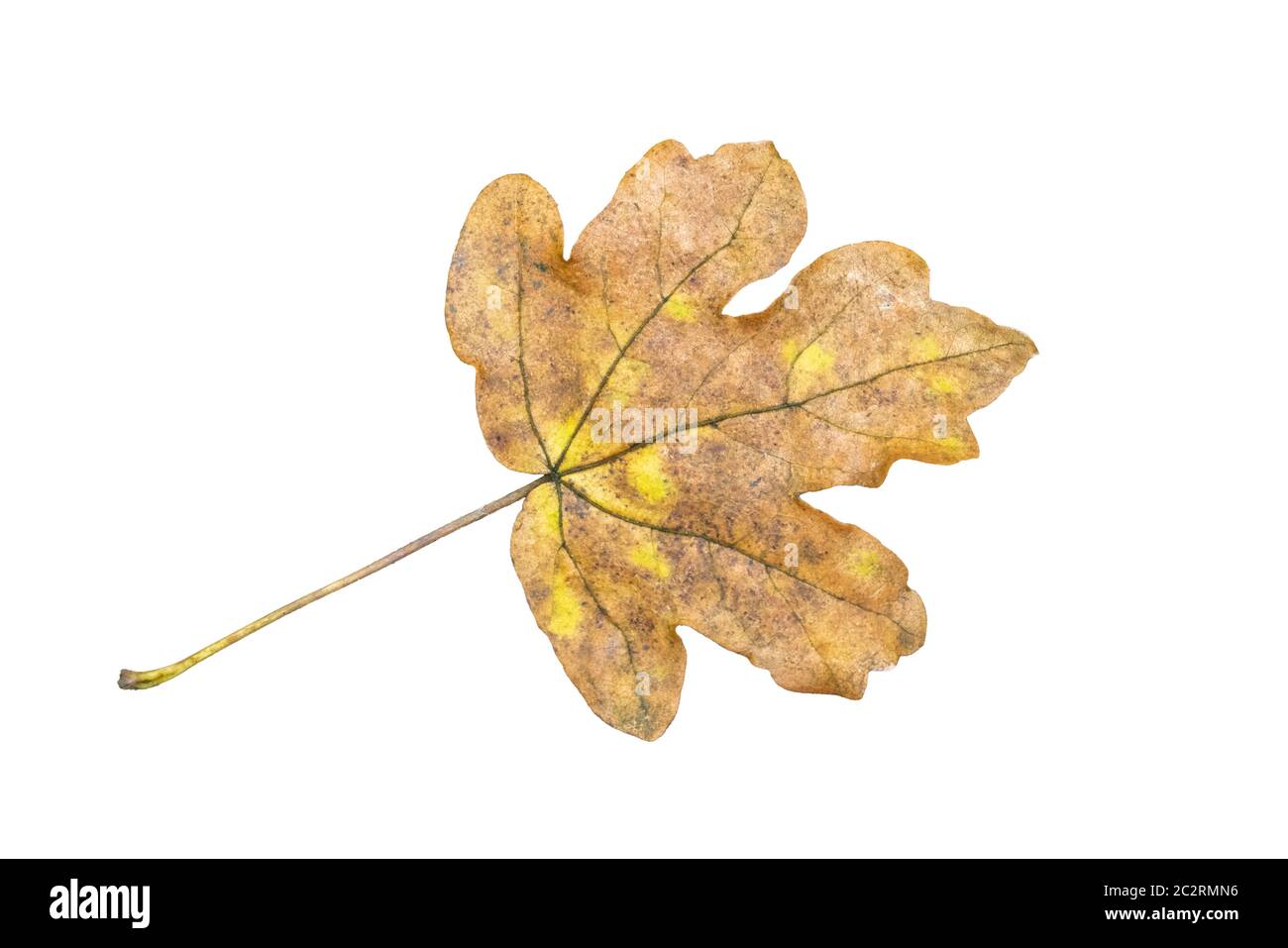 Foglia in autunno colore caduta tagliato e isolato su uno sfondo bianco Foto Stock