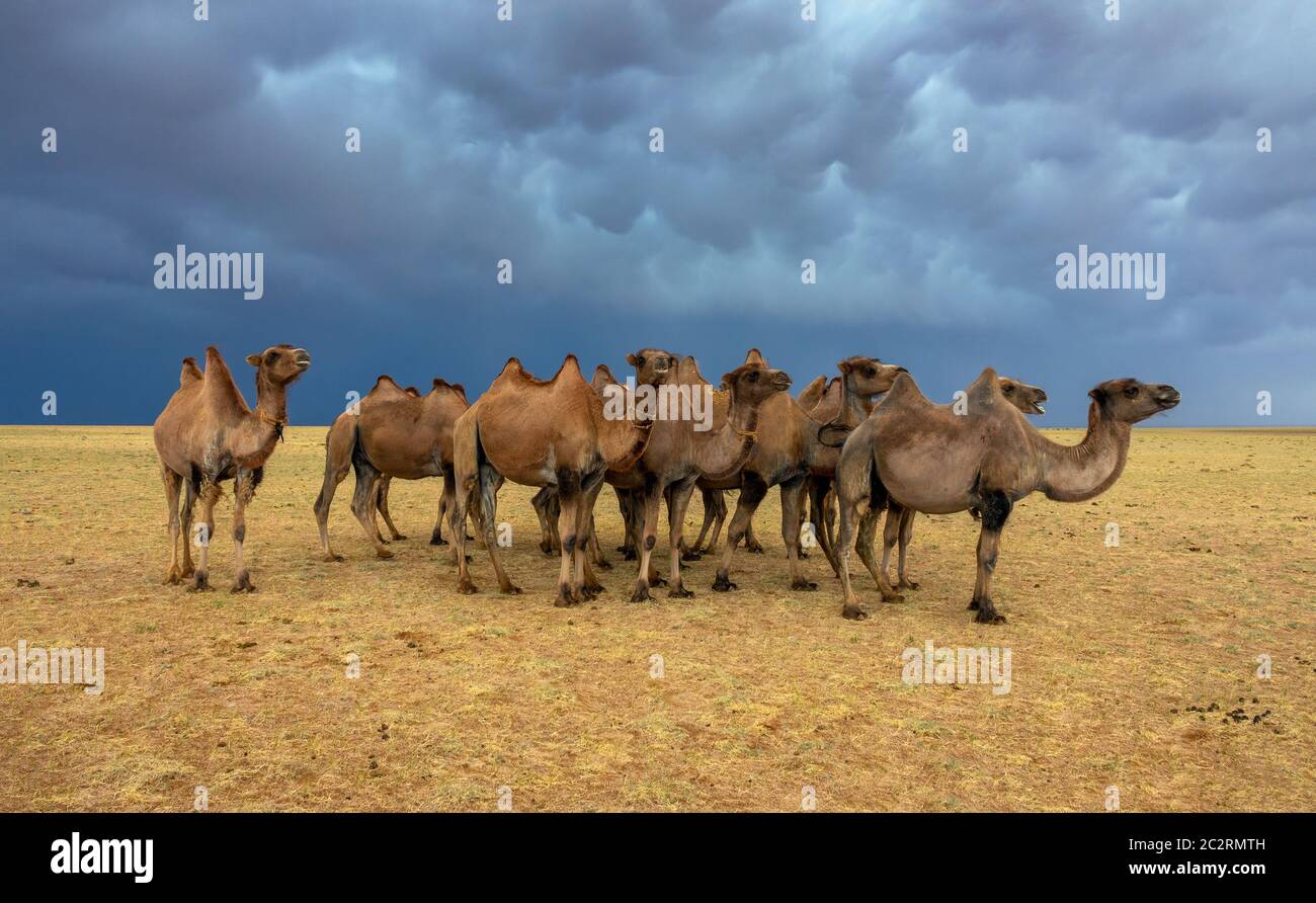 Gruppo cammelli nella steppa e storm sky Foto Stock