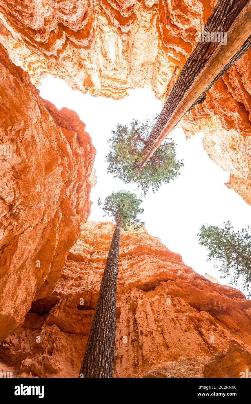 Alberi in fondo al canyon e cielo sole sulla cima. Foto Stock