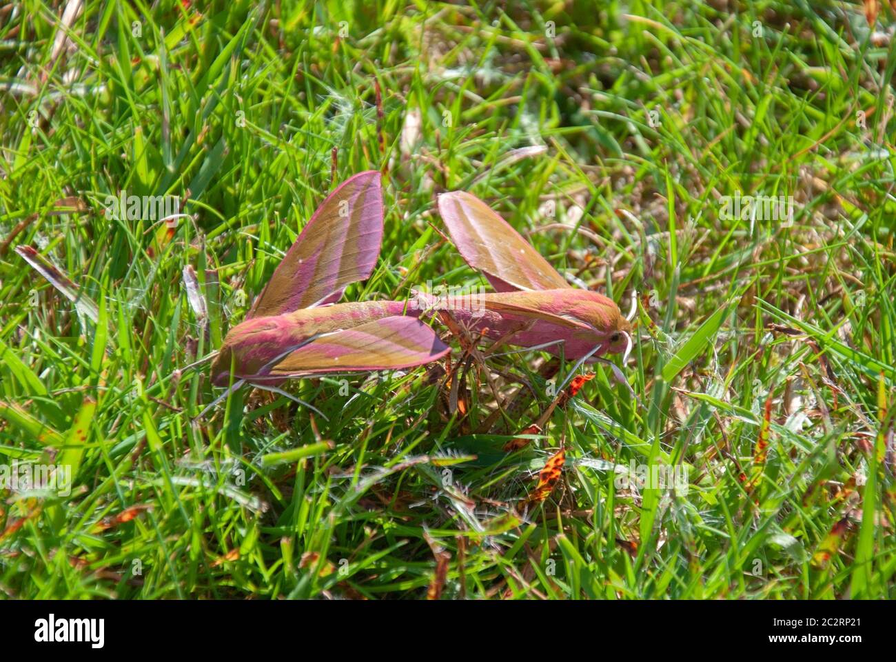 Due elefanti falchi-Moths che si accoppiano sull'erba primo piano vista del paesaggio di una coppia coppia duo rosa verde colore elefante falce famiglia Sphingidae deile Foto Stock