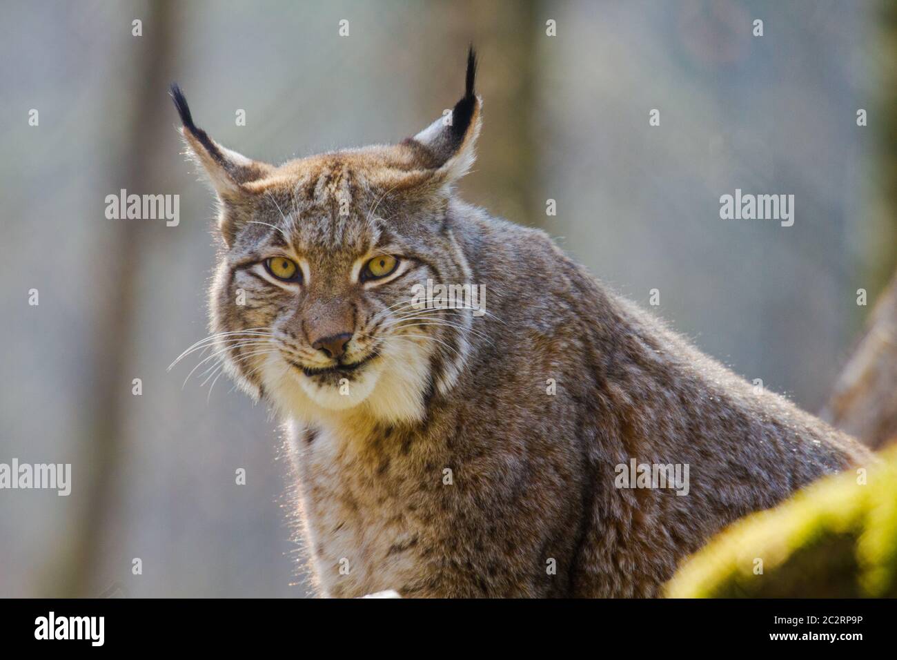 Eurasian (Lynx Lynx lynx) Foto Stock
