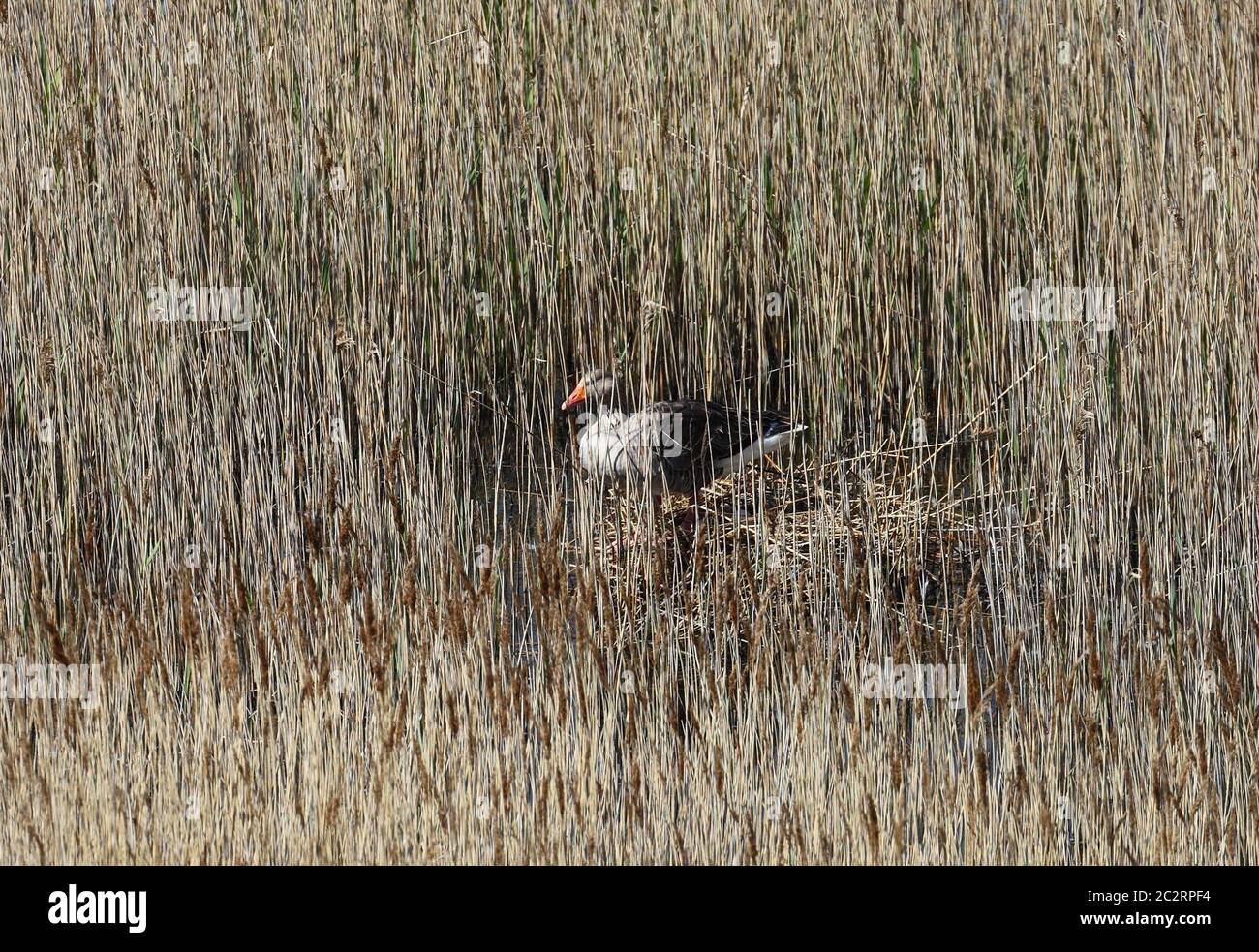 Greylag Goose Anser anser seduto su un nido in tra il letto di canna. Foto Stock