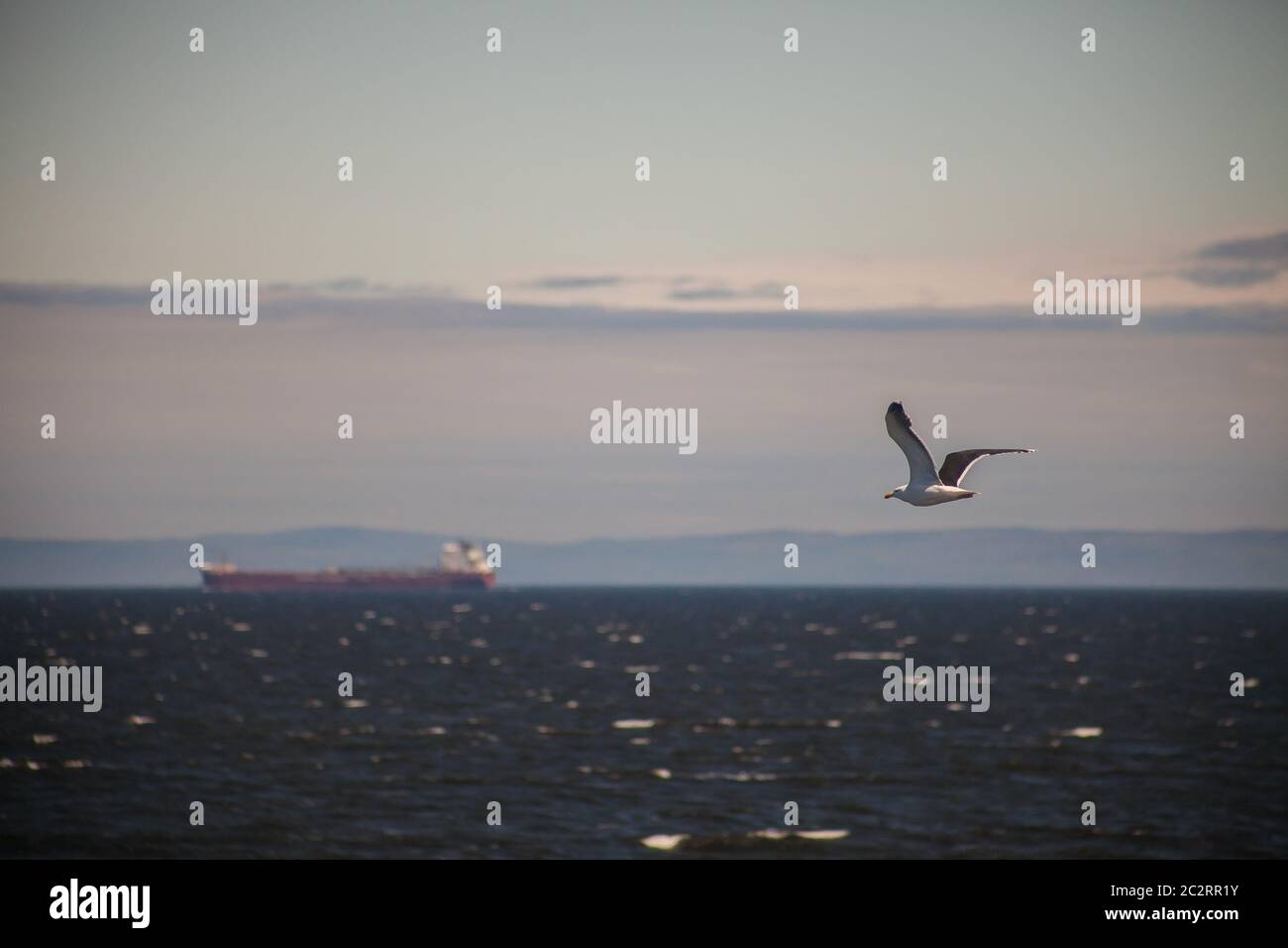 Un gabbiano che vola sull'acqua del fiume Saint Laurent in Tadoussac, Quebec, Canada Foto Stock