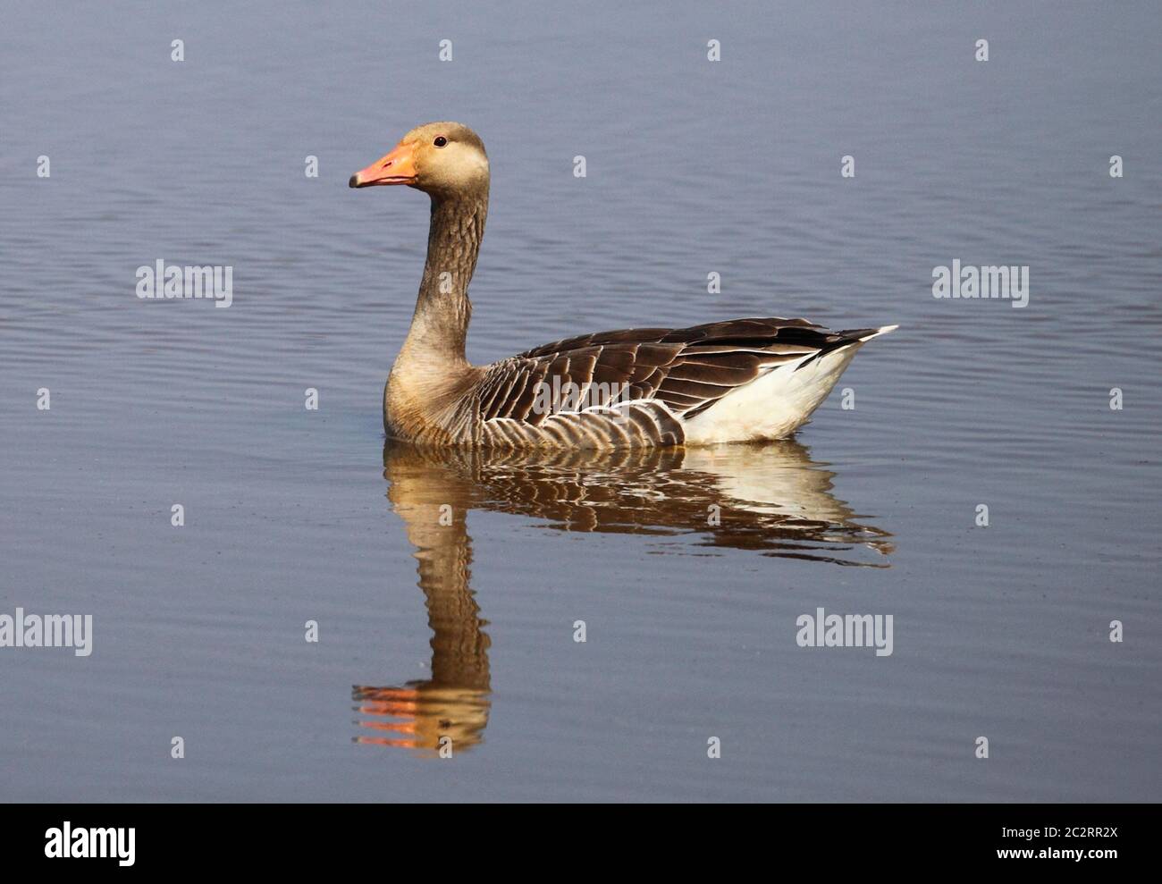 Greylag Goose Anser anser sull'acqua. Foto Stock