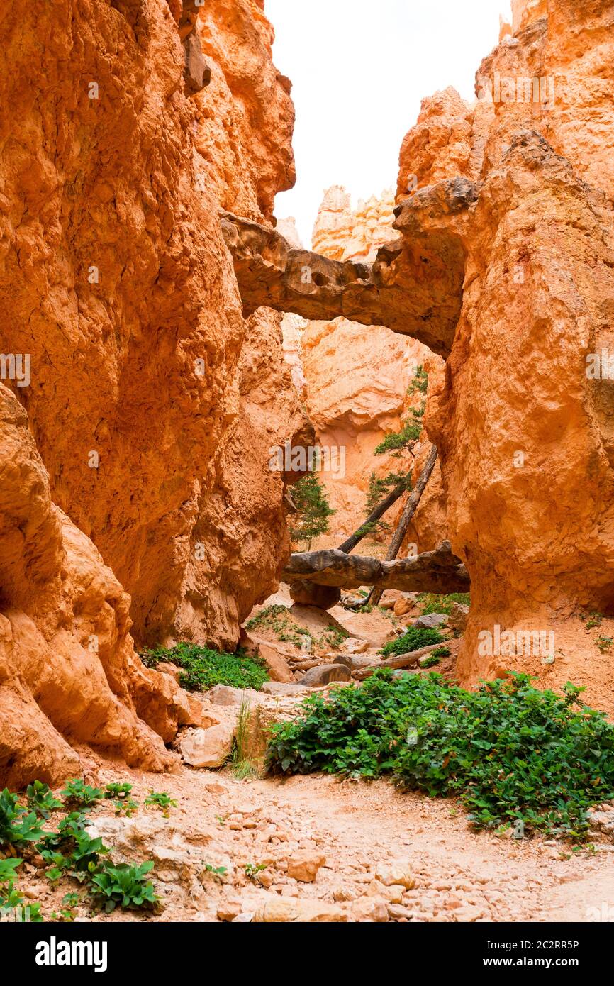 Montagna in pietra panoramica nel canyon del Bryce Canyon National Park, Utah USA Foto Stock