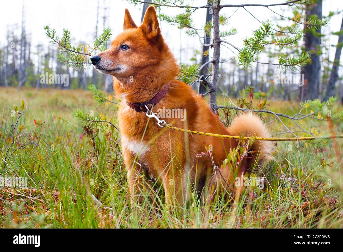 cane da caccia sulla palude Foto Stock