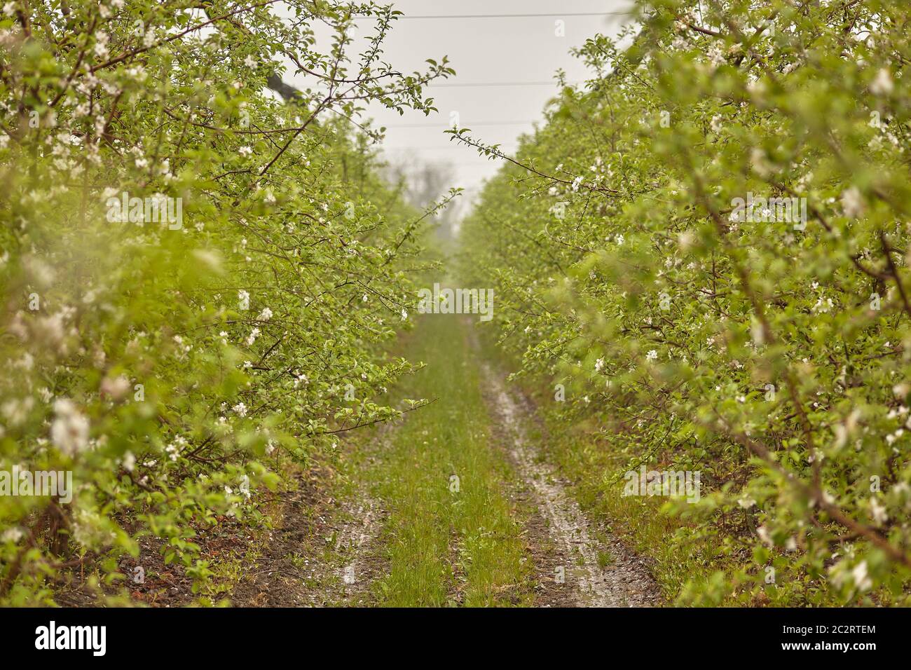 Vista di un frutteto di mele crudo in una coltura di mele nel nord Italia. Foto Stock
