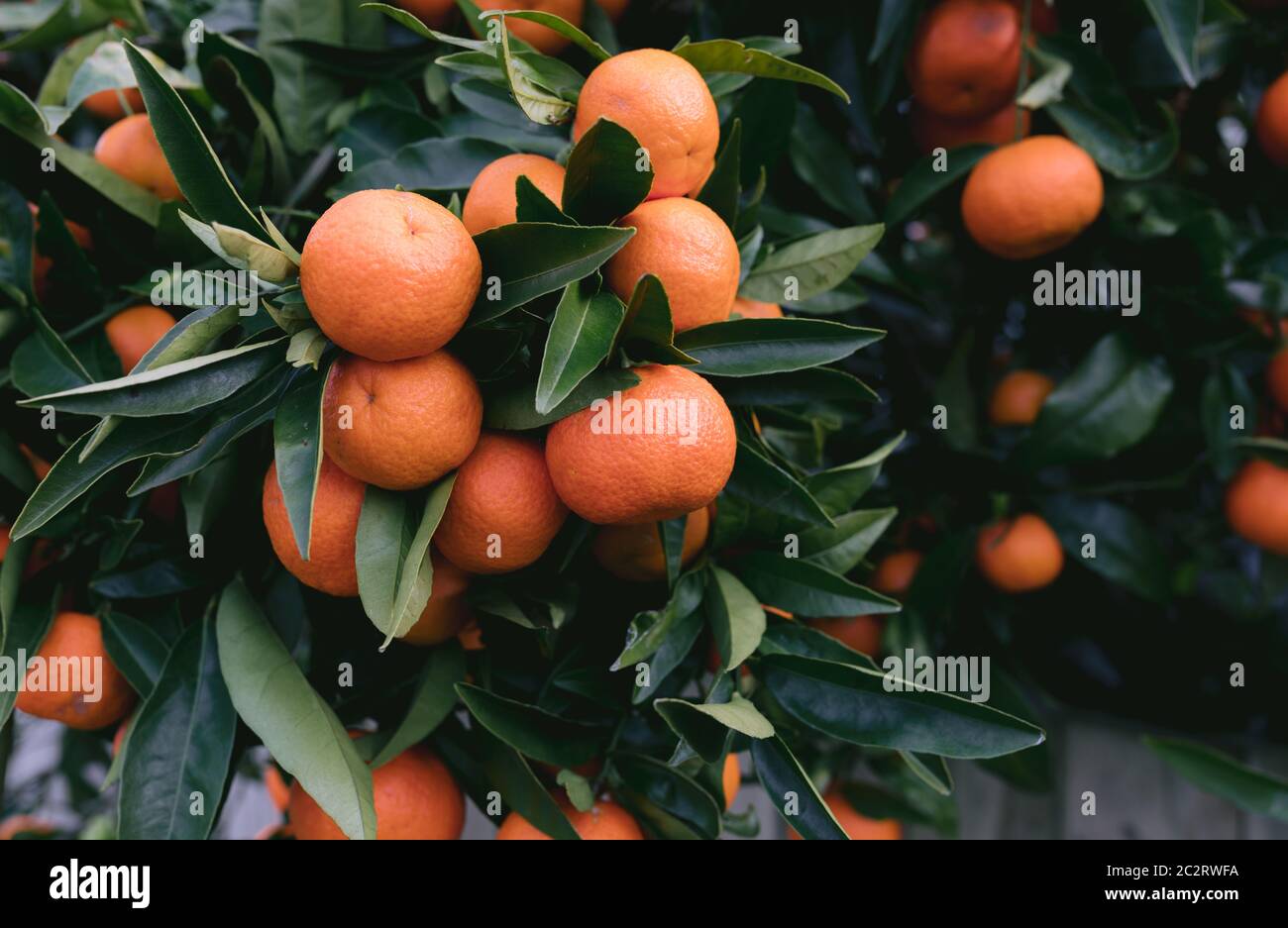 Mandarini arancione sani su albero molto verde Foto Stock