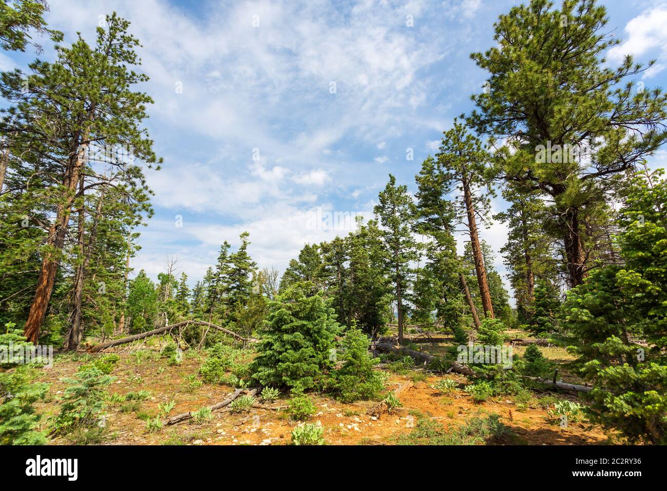 Foresta di alberi di pino a giornata soleggiata, Bryce Canyon National Park nello Utah Stati Uniti d'America Foto Stock