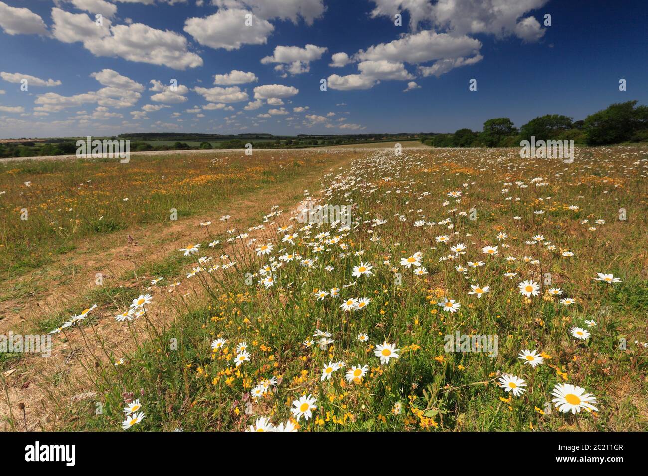 Un campo con margherite fiorite nella zona rurale del Nord Norfolk. Foto Stock