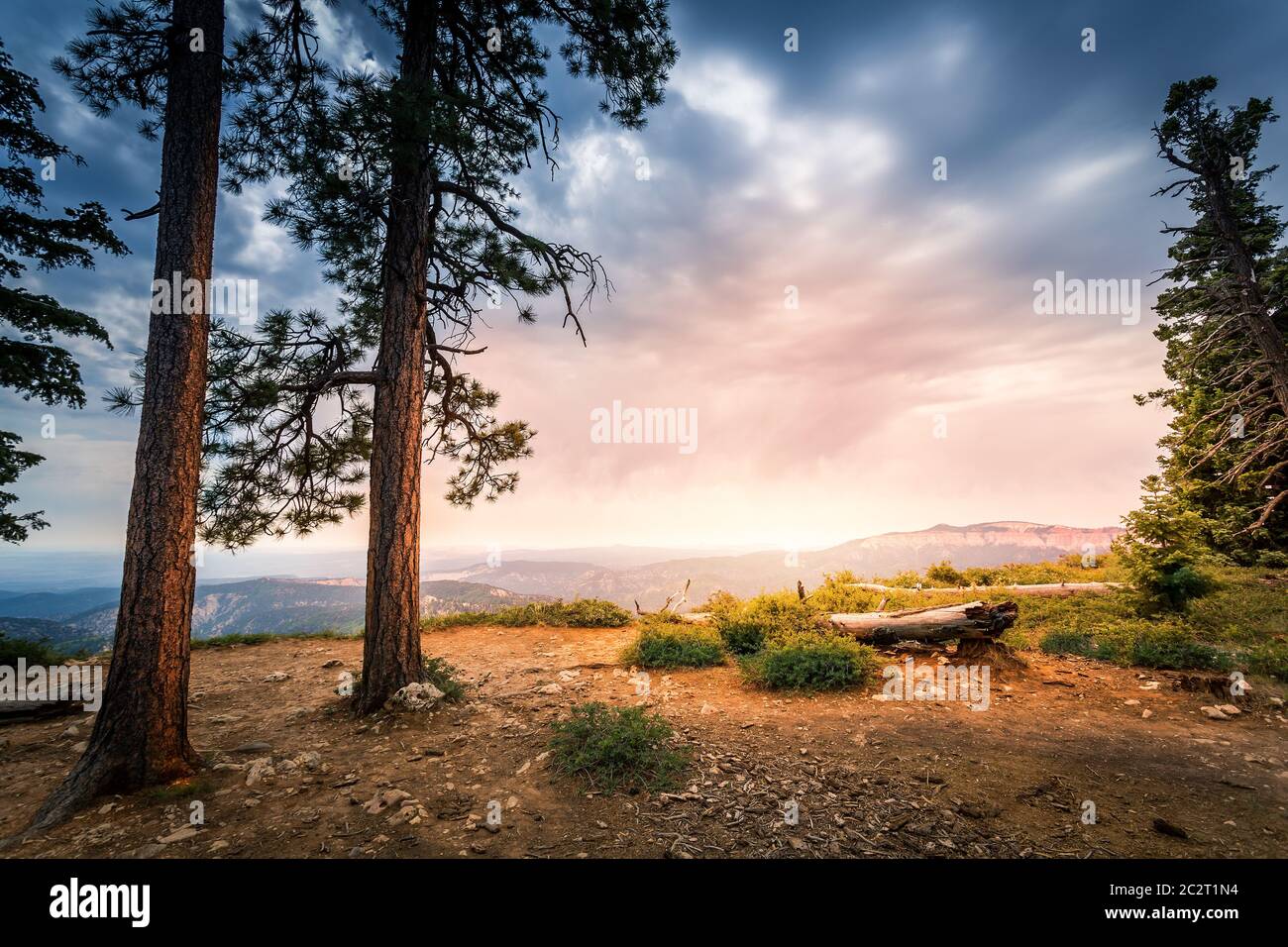 Alberi di pino su una montagna rocciosa contro il Bryce Canyon al National Park, Utah USA Foto Stock