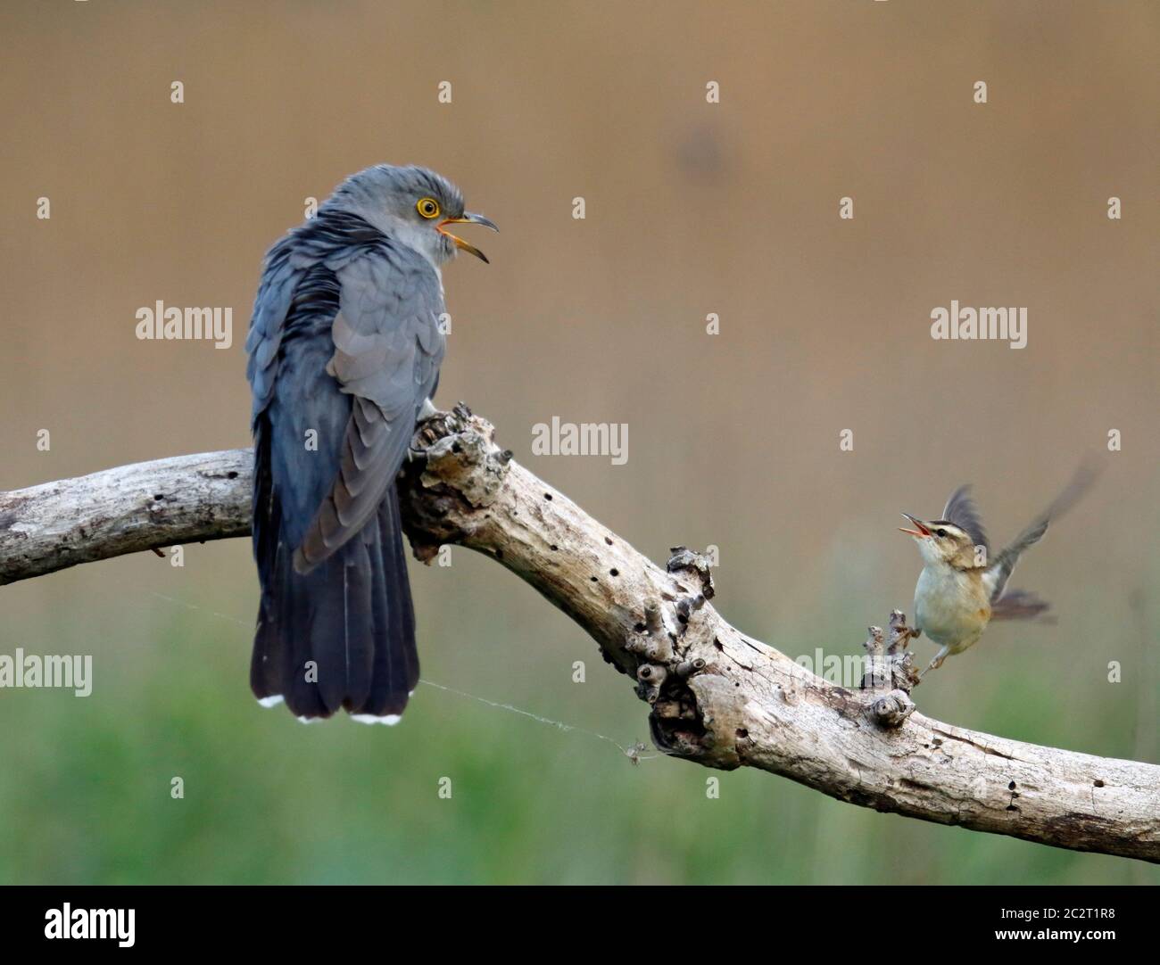Sedge Warbler difendere territorio da cucù maschio Foto Stock