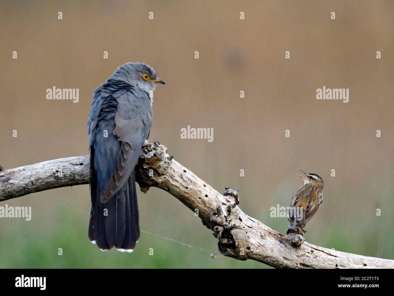 Sedge Warbler difendere territorio da cucù maschio Foto Stock