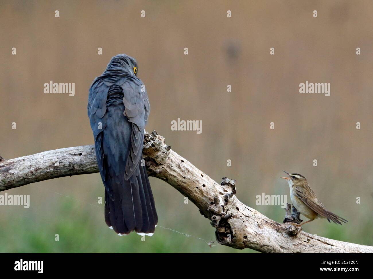 Sedge Warbler difendere territorio da cucù maschio Foto Stock