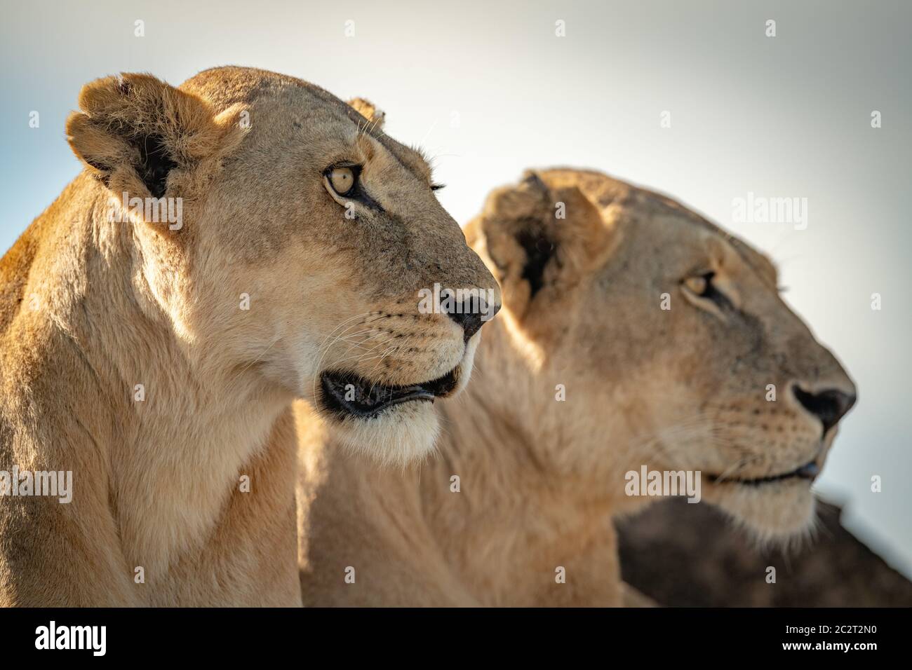 Close-up di due teste di leonessa rivolto verso destra Foto Stock