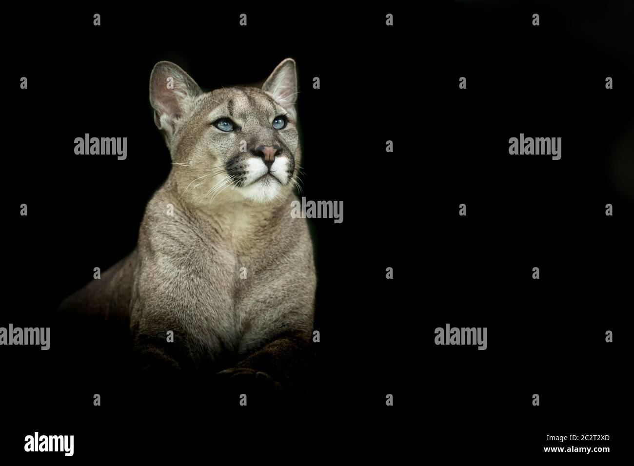 Puma con sfondo nero Foto stock - Alamy