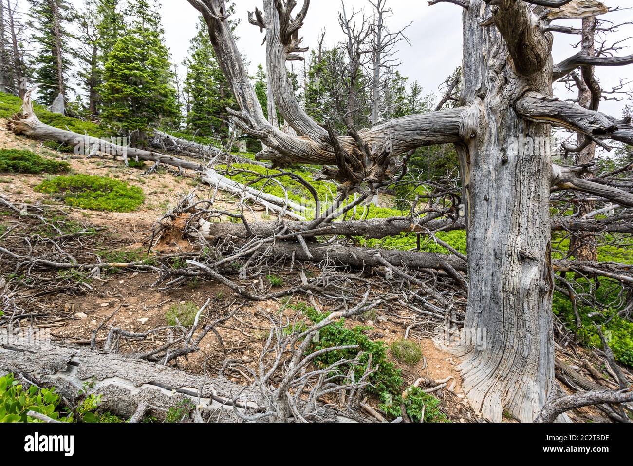 Albero secco nella foresta. Natura della fauna selvatica Foto Stock