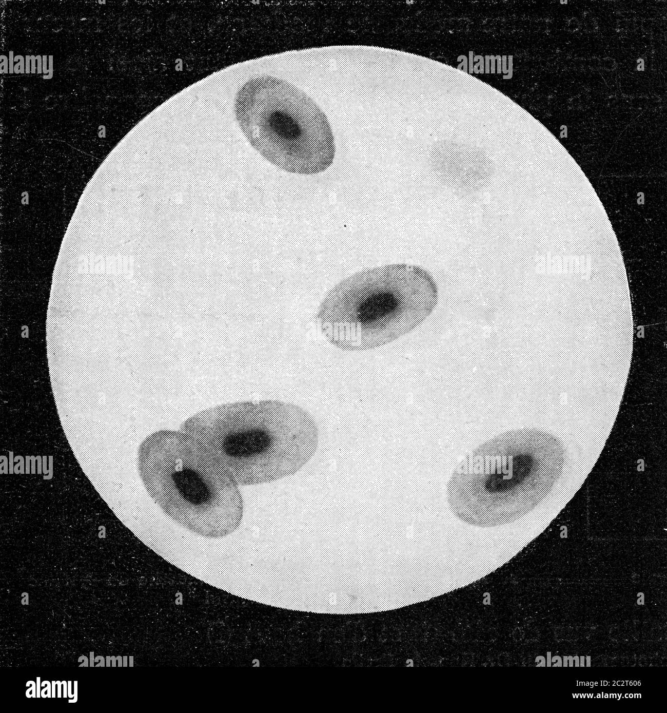 Cellule del sangue della rana, illustrazione vintage incisa. Dall'Universo e dall'umanità, 1910. Foto Stock