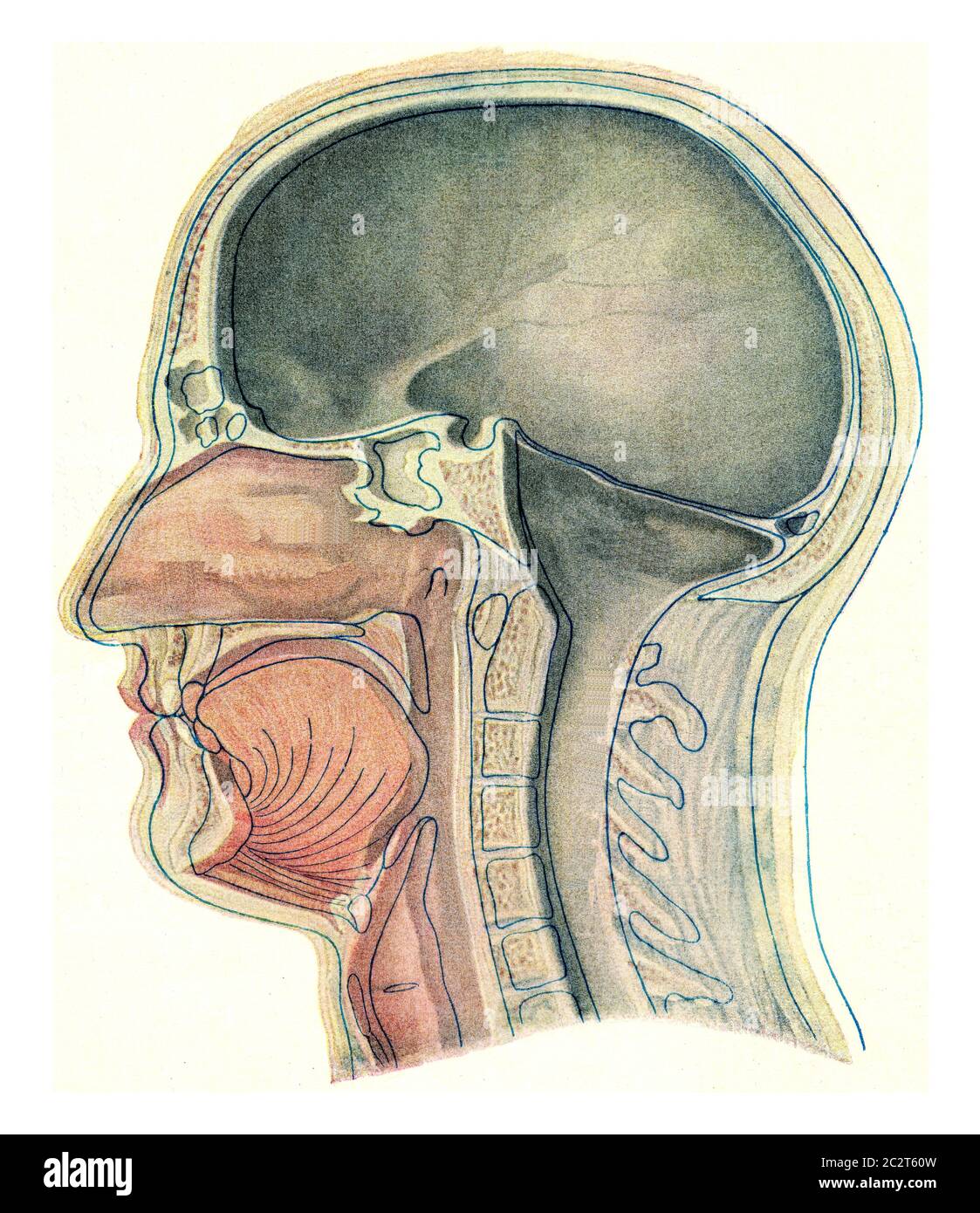 Sezione mediana attraverso la testa di un'illustrazione europea, vintage incisa. Dall'Universo e dall'umanità, 1910. Foto Stock