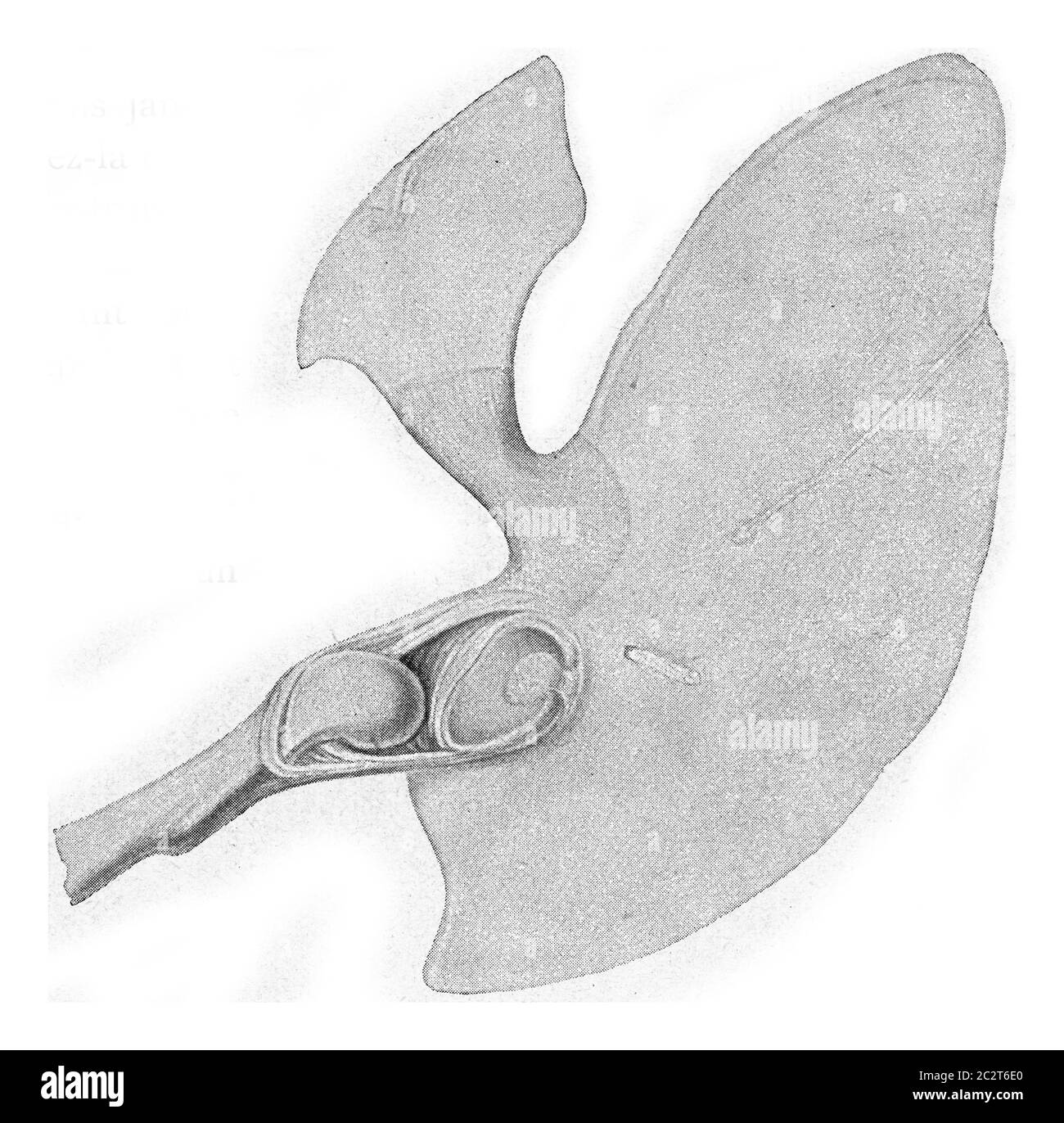 Scapola a lama di salamandra giapponese, illustrazione vintage incisa. Dall'Universo e dall'umanità, 1910. Foto Stock