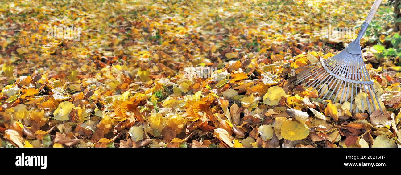 vista panoramica su foglia dorata al suolo in giardino e rastrello sulla destra Foto Stock