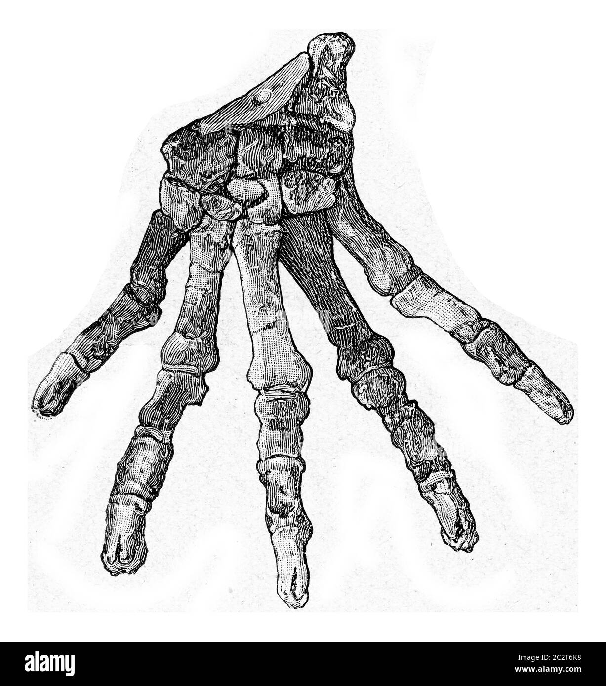 Scheletri della mano di carnivori primitivi dell'epoca terziaria, illustrazione incisa d'epoca. Dall'Universo e dall'umanità, 1910. Foto Stock